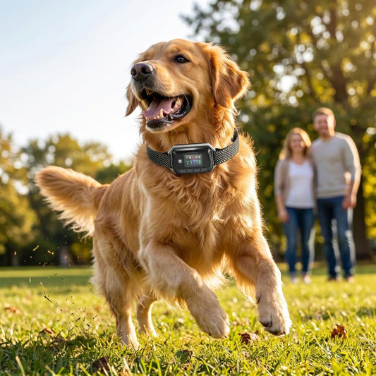 Golden retriever wearing a GPS dog training collar with patterned strap and display
