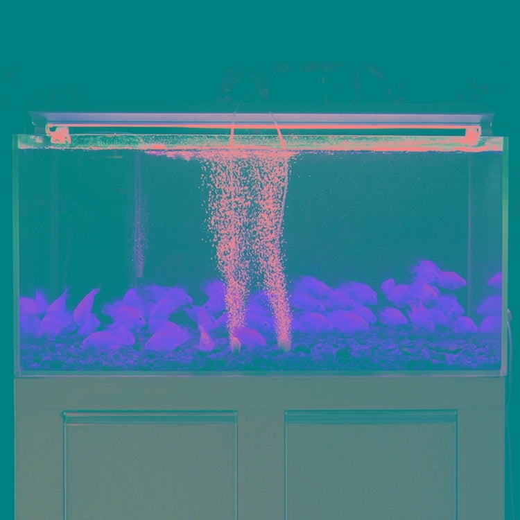 Aquarium with visible air bubbles for oxygen aeration