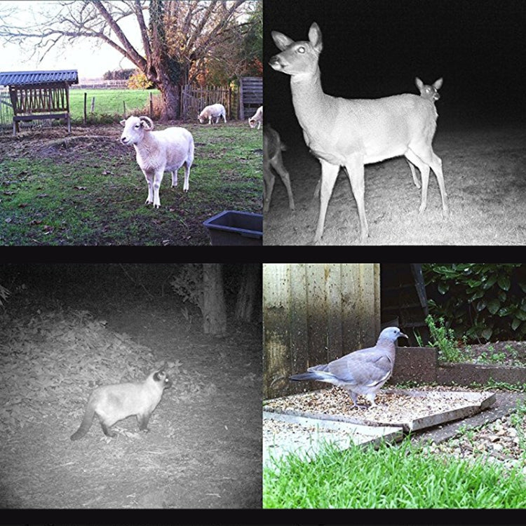 Trail camera night-vision photo collage showing animals near a feeding area