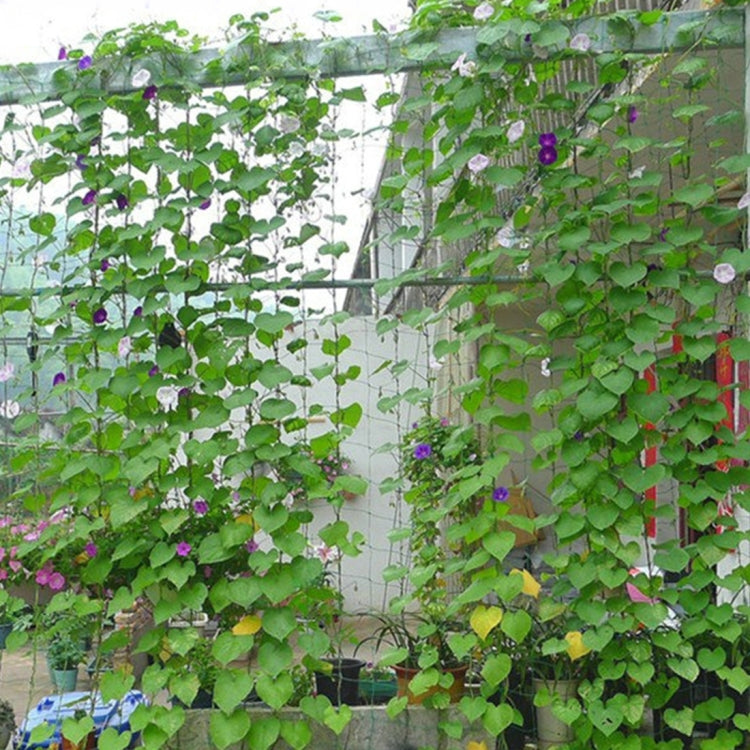 Green climbing net covering a trellis wall with small purple flowers