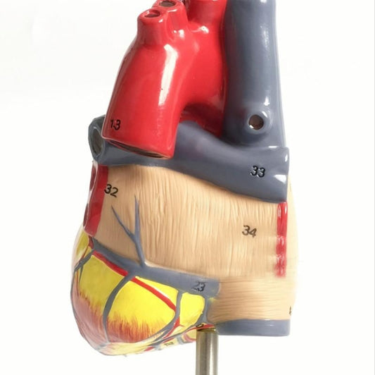 1: 1 Human Heart anatomical Model Medical Cardiology Heart anatomy teaching model with number mark, Human Heart Anatomical Model