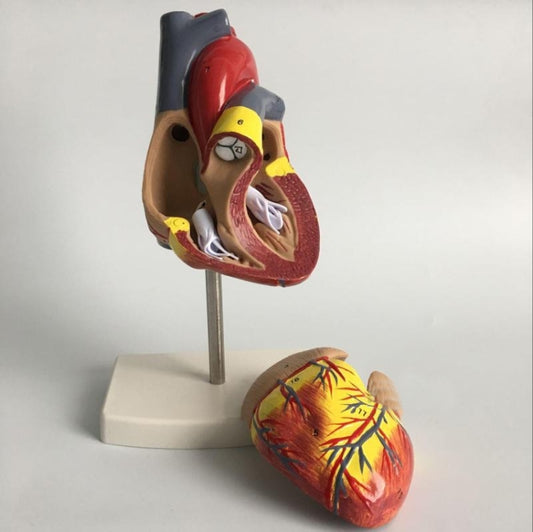 1: 1 Human Heart anatomical Model Medical Cardiology Heart anatomy teaching model with number mark, Human Heart Anatomical Model