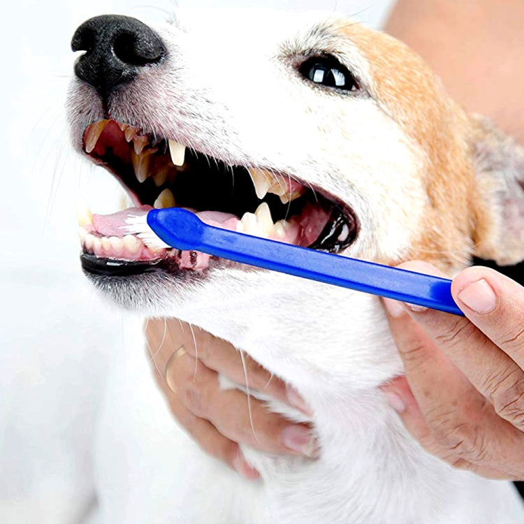Pet toothbrush with blue handle brushing a dog's teeth, white bristles