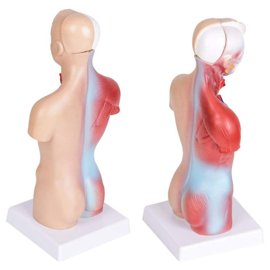 Torso anatomy model showing front and side views of internal organs