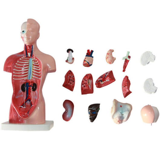 Human torso anatomy model with visible organs and removable organ pieces