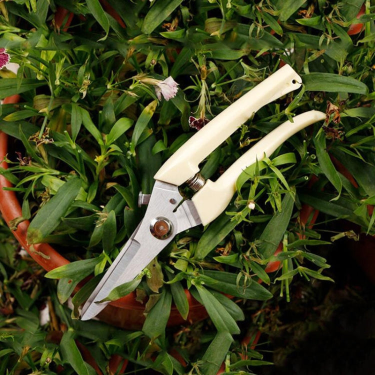 Side view pruning shears with cream handles and stainless cutting blades