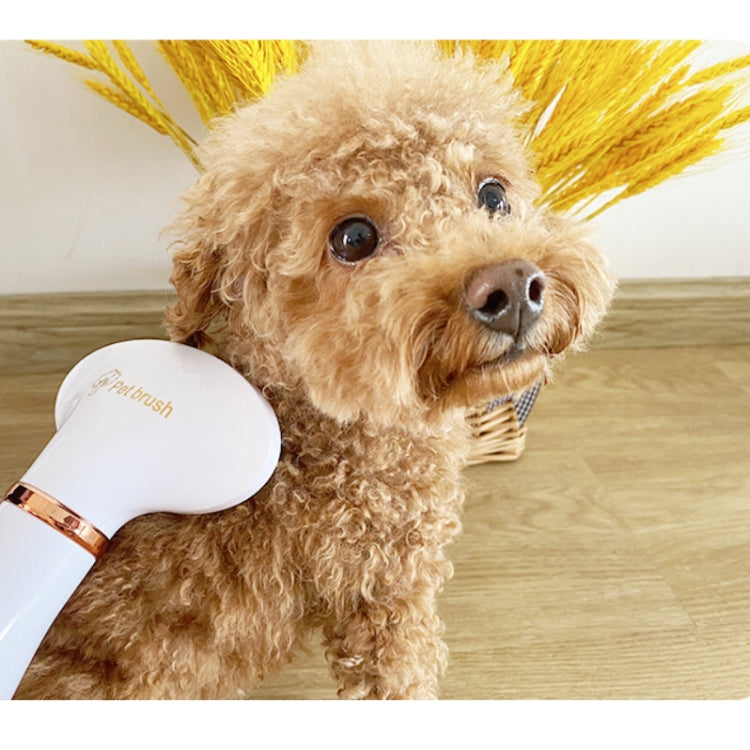 Small dog with pet hair dryer comb near face, round bristle head and rose-gold ring