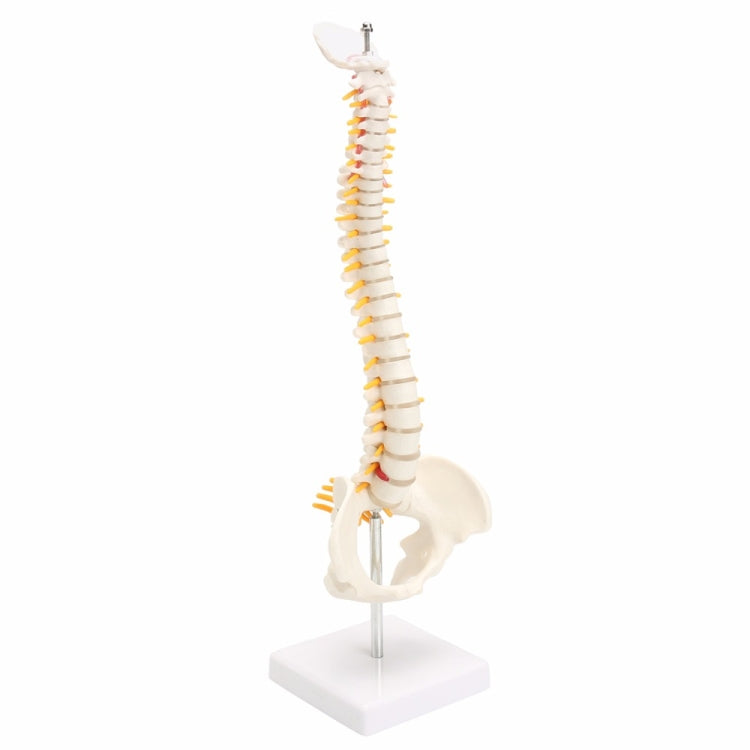 Human spine model standing upright on base, pelvis and vertebrae with orange markings