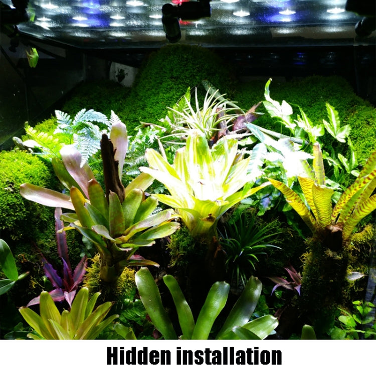 Terrarium spray misting landscape scene with dense green plants