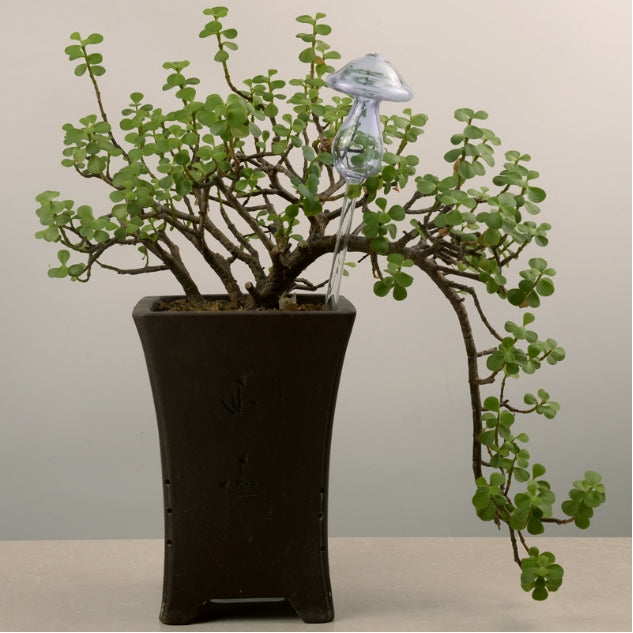 Automatic self-watering plant water feeder with clear mushroom top on potted plant