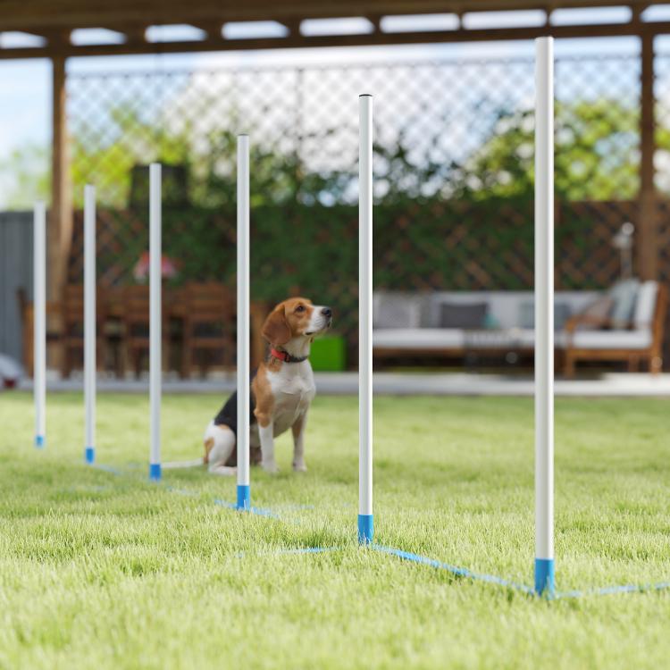 Dog agility weave pole set with white poles and blue bases, for outdoor training
