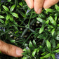 Artificial topiary ball with dense green leaves and purple accents, handheld close-up