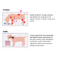 Elevated dog feeding station strain-reduction design illustration