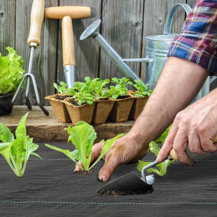 Woven dark gray weed barrier fabric sheet being laid around small plants