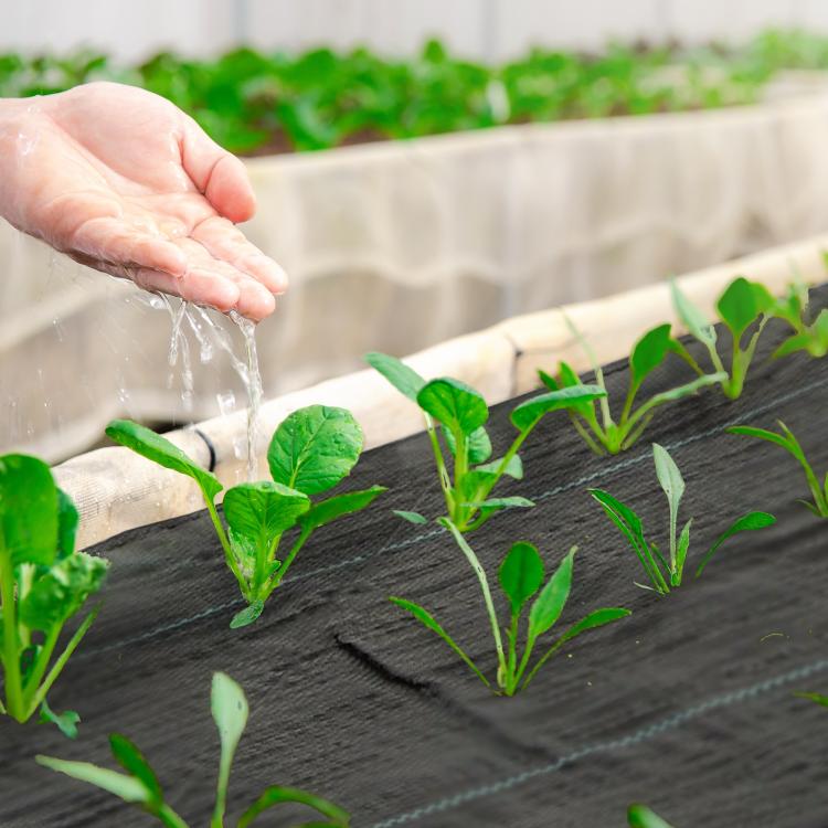 Dark gray weed barrier fabric with small green sprouts emerging through it