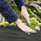 Hands trimming dark gray weed barrier fabric along the garden row