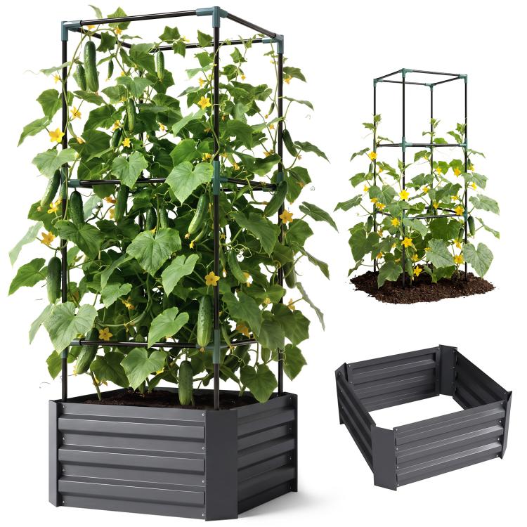 Dark gray raised garden bed with metal trellis, leafy climbing plants in soil