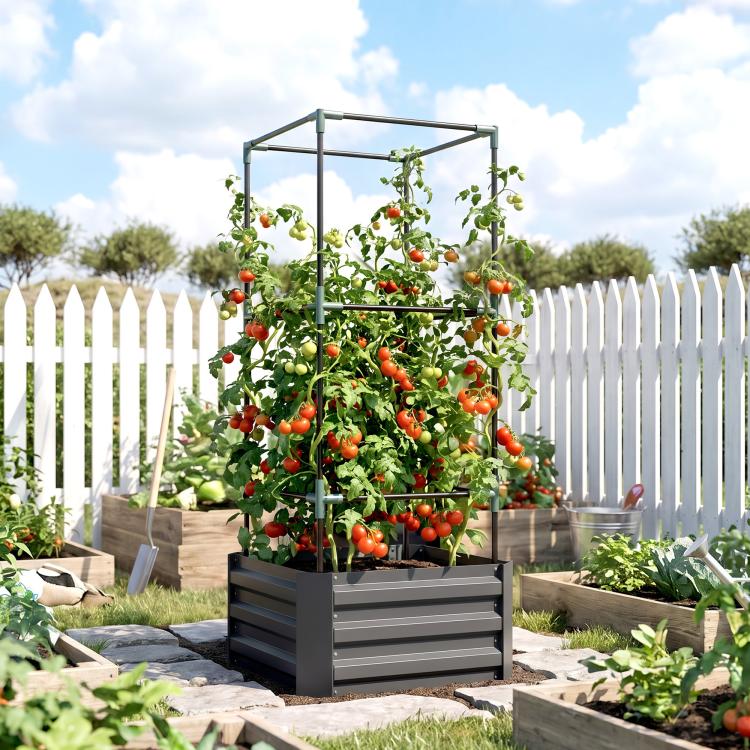 Dark gray raised garden bed with tomato cage, soil and vine plants inside