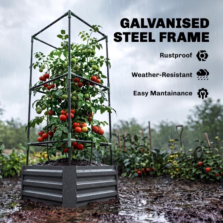 Dark gray raised garden bed with galvanized steel trellis holding tomato plants