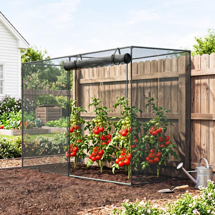 Black garden crop cage with mesh panels protecting fruiting tomato plants outdoors