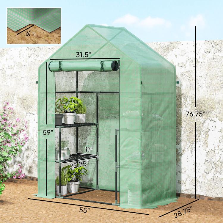 Green walk-in greenhouse with PE cover and shelves; size diagram shows 55x28.75x76.75 in