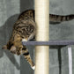 Close-up of cat resting on carpeted platform atop the vertical sisal scratching post