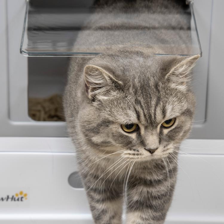 Gray enclosed cat litter box with front entry and top opening