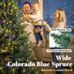 Prelit Colorado blue spruce Christmas tree with multicolored lights, family decorating
