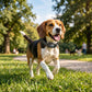 Dog training collar on beagle with black patterned strap and digital display