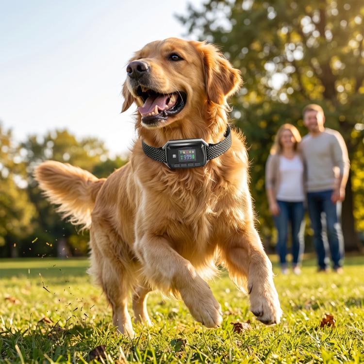 Golden retriever wearing a GPS dog training collar with patterned strap and display