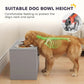 Golden dog eating from a raised stainless steel bowl at a gray feeding cabinet