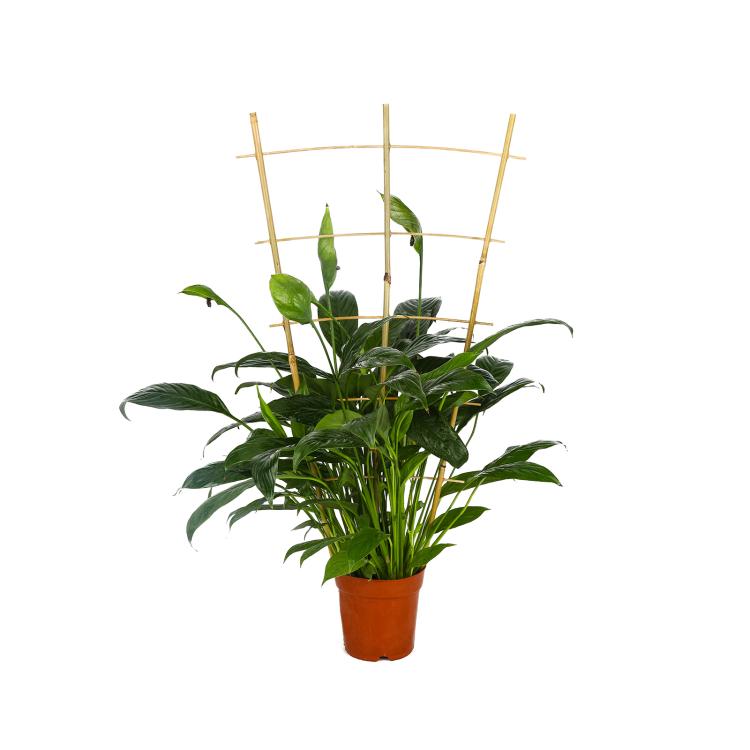 Bamboo climbing trellis standing around leafy potted plant for vertical growth