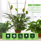 Bamboo plant trellis supporting green vines in a potted arrangement