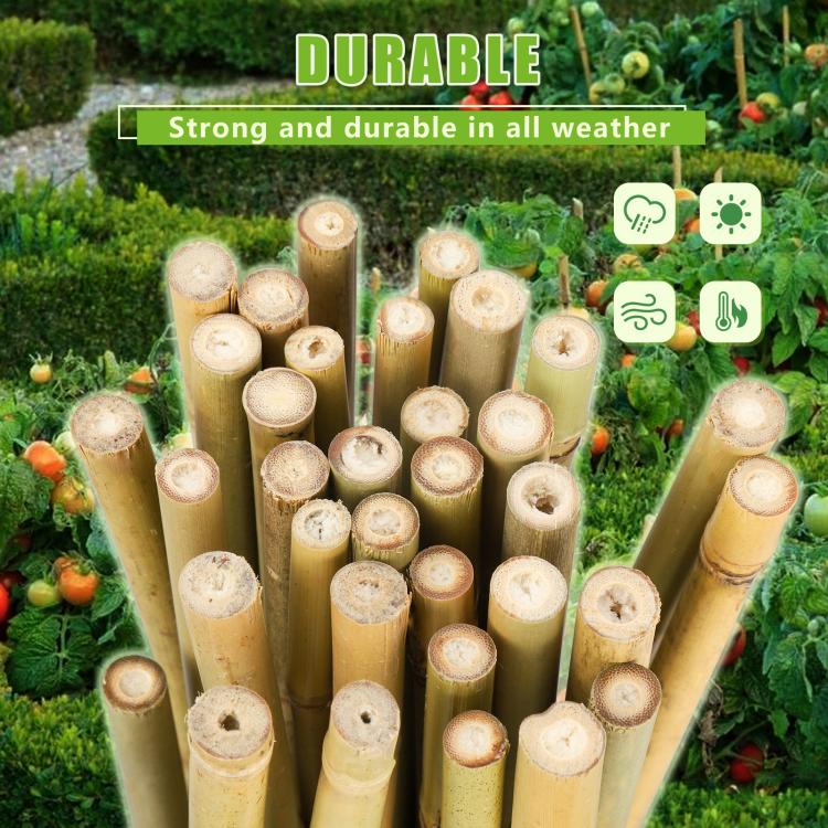 Natural bamboo plant stakes, upright bundle with circular cut ends