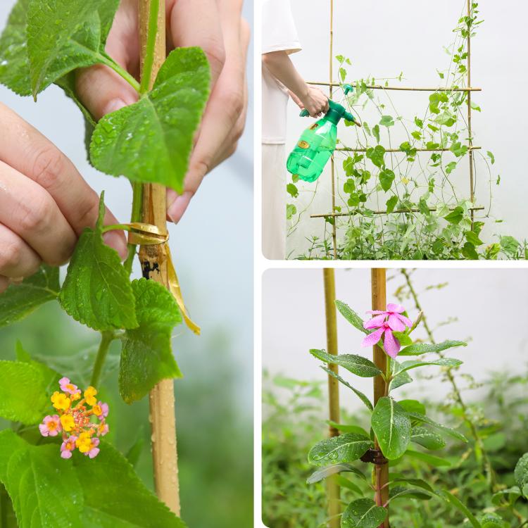 Natural bamboo stake supports a climbing plant, trellis training with tied stems.