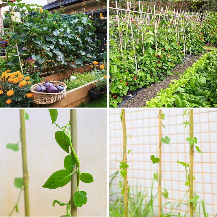 Bamboo plant stakes with climbing vines trained on a garden trellis frame.
