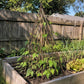 Wood teepee plant support trellis in raised garden bed with climbing plants