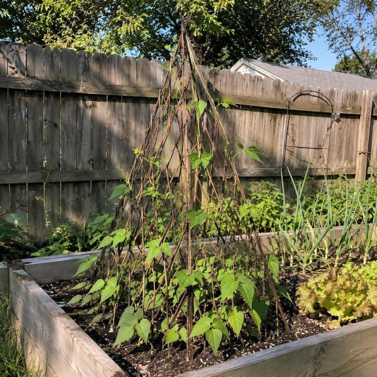 Wood teepee plant support trellis in raised garden bed with climbing plants