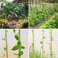 Natural bamboo stake trellis supporting climbing plants in a garden bed