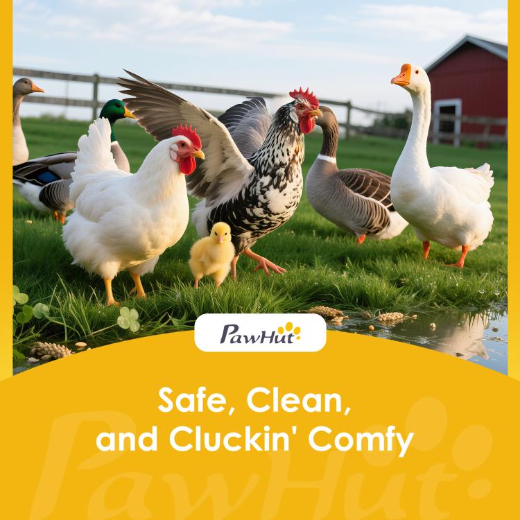 PawHut large chicken coop with run, white and speckled hens in grass