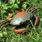 9995 Infrared Sensor Remote Control Simulated Crab Creative Children Electric Tricky Toy Model, Crab(Green), Crab(Yellow)