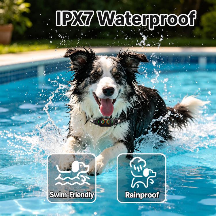 Black waterproof anti-bark dog collar on a dog splashing in a pool