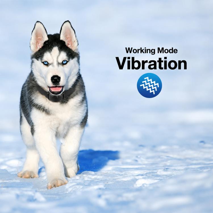 Anti-bark dog training collar on a husky: black control unit and pink strap