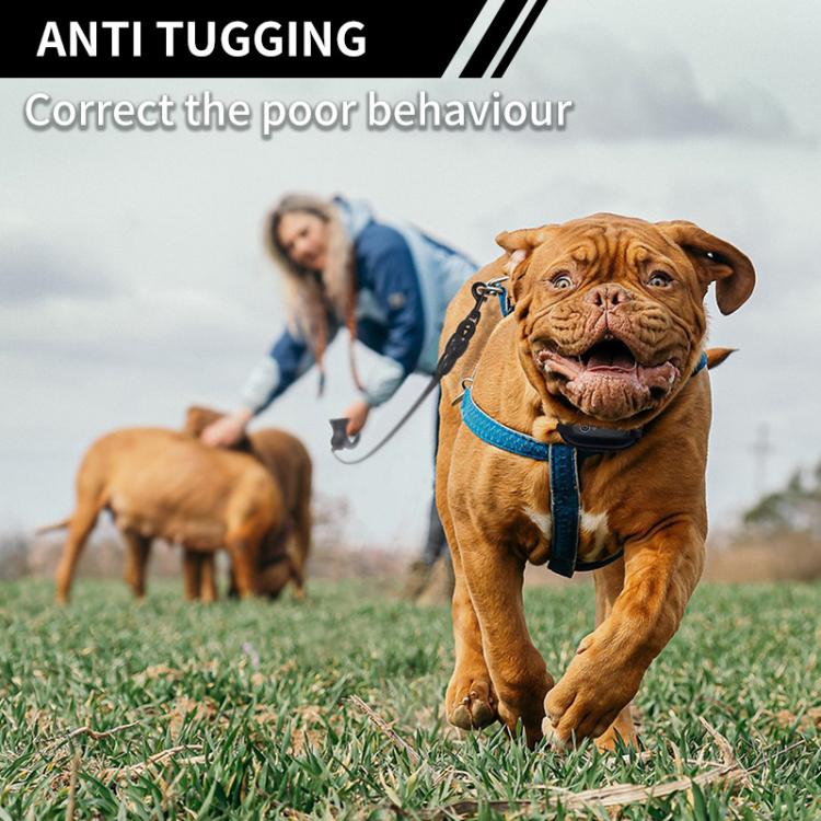 Brown dog wearing a blue anti-tug electronic training collar outdoors