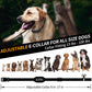 Golden dog wearing a black electronic training collar with adjustable strap
