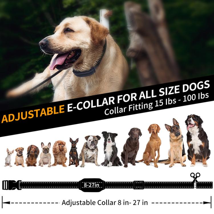 Golden dog wearing a black electronic training collar with adjustable strap