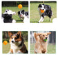 Dogs playing with an orange spiky hedgehog bite-resistant toy ball