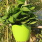 Self-watering hanging planter, round lime green resin pot with leafy green plant