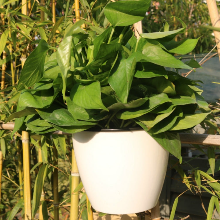 Self-watering wall-hanging planter pot, white round resin with leafy plant