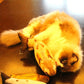 Cat lying with fish-shaped scratching toy; yellow plush scales and curled tail